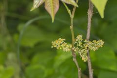 Poison Ivy, Toxicodendron radicans