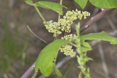 Poison Ivy, Toxicodendron radicans