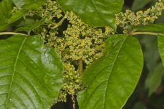 Poison Ivy, Toxicodendron radicans