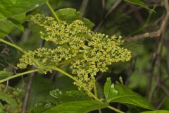 Poison Ivy, Toxicodendron radicans