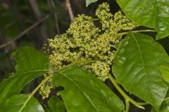 Poison Ivy, Toxicodendron radicans