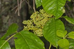 Poison Ivy, Toxicodendron radicans