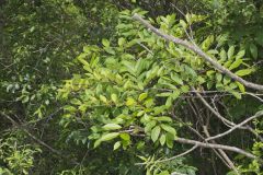 Poison Sumac, Toxicodendron vernix