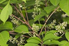 Poison Sumac, Toxicodendron vernix