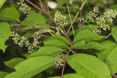 Poison Sumac, Toxicodendron vernix