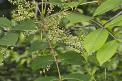 Poison Sumac, Toxicodendron vernix