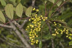 Poison Sumac, Toxicodendron vernix