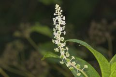 Pokeweed, Phytolacca decandra