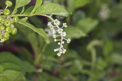 Pokeweed, Phytolacca decandra