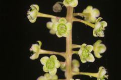 Pokeweed, Phytolacca decandra