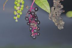 Pokeweed, Phytolacca decandra