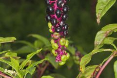 Pokeweed, Phytolacca decandra