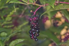 Pokeweed, Phytolacca decandra