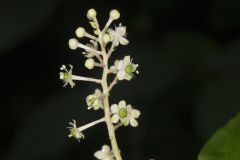 Pokeweed, Phytolacca decandra