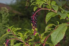 Pokeweed, Phytolacca decandra