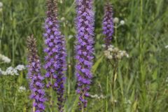 Prairie Blazing Star, Liatris pycnostachya