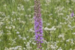 Prairie Blazing Star, Liatris pycnostachya