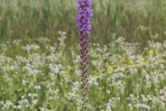 Prairie Blazing Star, Liatris pycnostachya