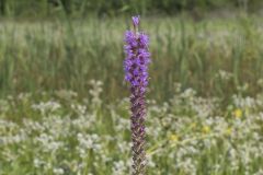 Prairie Blazing Star, Liatris pycnostachya