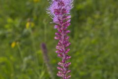 Prairie Blazing Star, Liatris pycnostachya