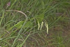 Prairie Brome Grass, Bromus kalmii
