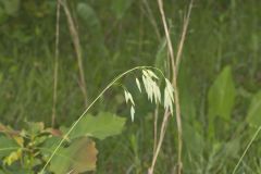 Prairie Brome Grass, Bromus kalmii