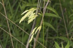 Prairie Brome Grass, Bromus kalmii