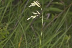 Prairie Brome Grass, Bromus kalmii