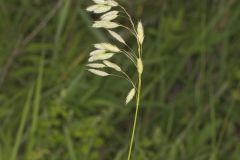 Prairie Brome Grass, Bromus kalmii