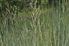 Prairie Cordgrass, Spartina pectinata
