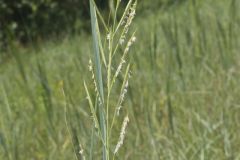 Prairie Cordgrass, Spartina pectinata