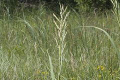 Prairie Cordgrass, Spartina pectinata