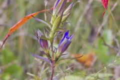 Prairie Gentian, Gentiana puberulenta