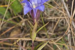 Prairie Gentian, Gentiana puberulenta