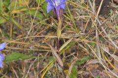 Prairie Gentian, Gentiana puberulenta