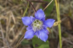 Prairie Gentian, Gentiana puberulenta