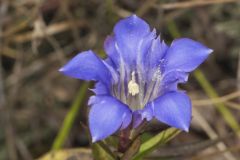 Prairie Gentian, Gentiana puberulenta