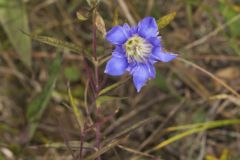 Prairie Gentian, Gentiana puberulenta