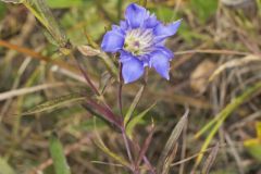 Prairie Gentian, Gentiana puberulenta