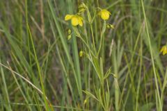 Prairie Loosestrife, Lysimachia quadriflora