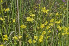 Prairie Loosestrife, Lysimachia quadriflora