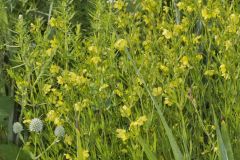 Prairie Loosestrife, Lysimachia quadriflora