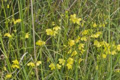 Prairie Loosestrife, Lysimachia quadriflora