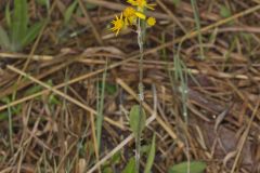 Prairie Ragwort, Packera plattensis