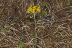 Prairie Ragwort, Packera plattensis