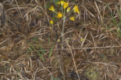 Prairie Ragwort, Packera plattensis