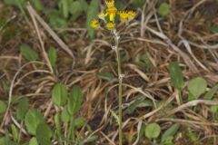 Prairie Ragwort, Packera plattensis
