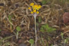 Prairie Ragwort, Packera plattensis