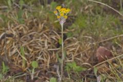 Prairie Ragwort, Packera plattensis