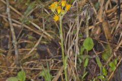 Prairie Ragwort, Packera plattensis